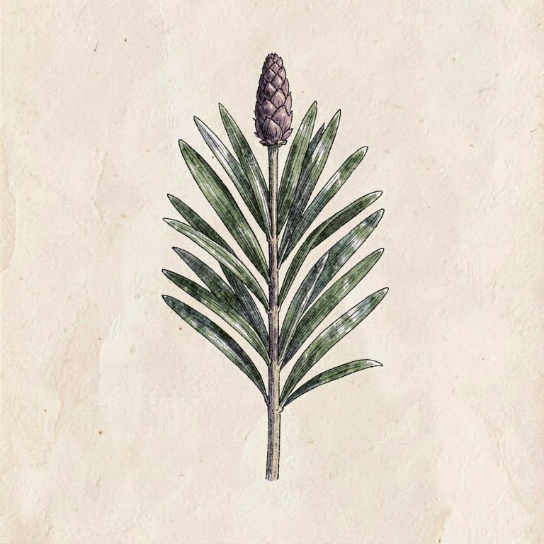 Fir Needle