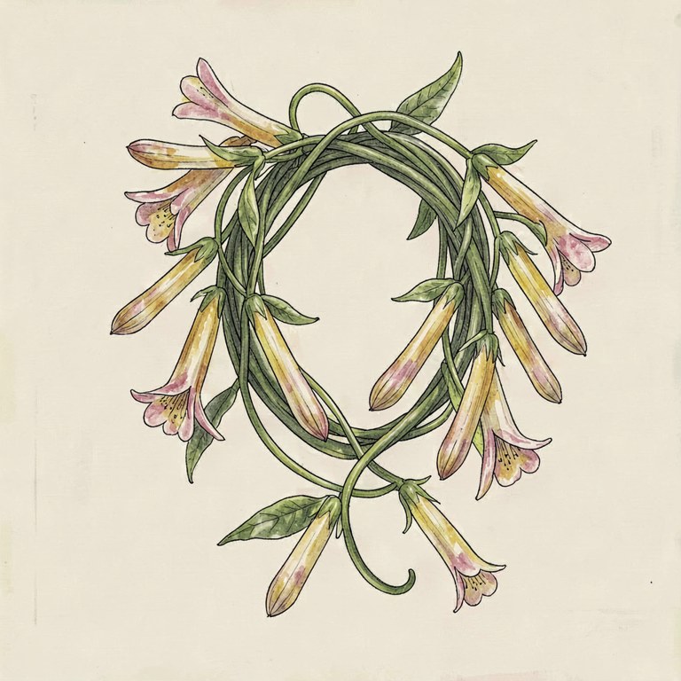 Honeysuckle