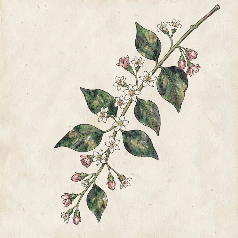Jasmine