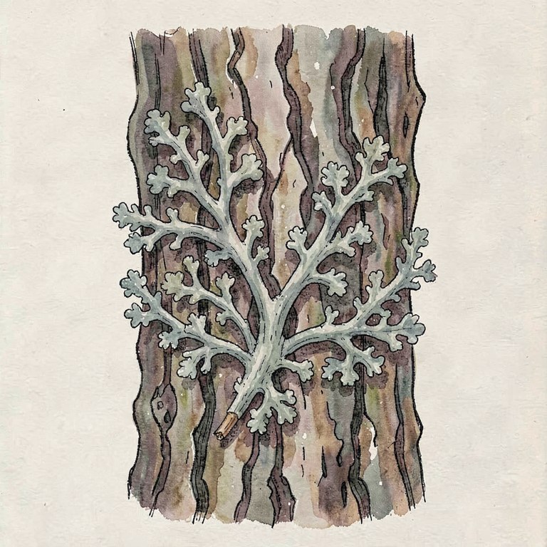 Oakmoss
