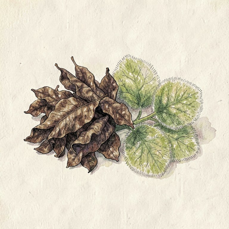 Patchouli