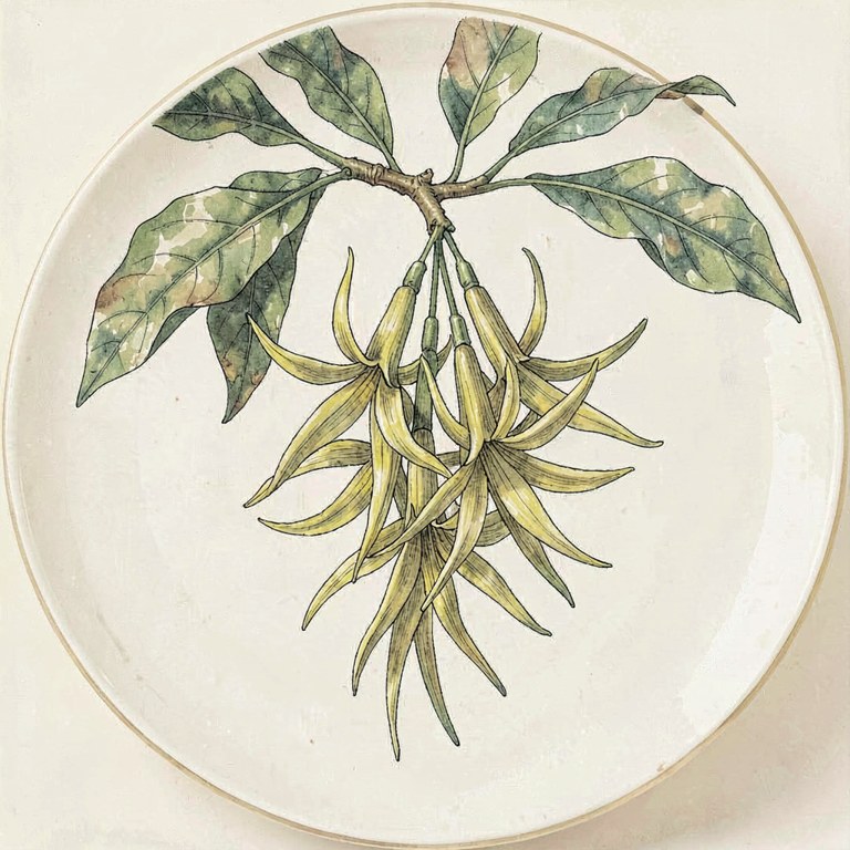 Ylang Ylang